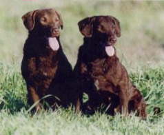 AFC Clipper's Genuine Mink (l) and Misbehavin' Mink (r)