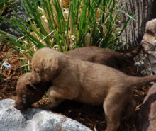 Curious Puppies