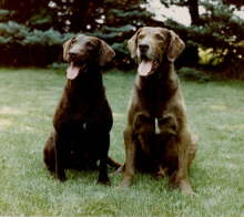 Dazzle x Widgeon