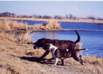Gracie running with Freezer