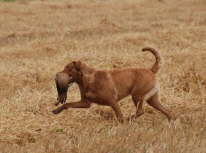 Jolly in the Field