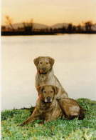 Clipper &