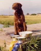 Widgeon