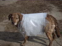 Yakity - Prior to Whelping - in Bubble Wrap