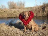 Yakity on Valentine's Day