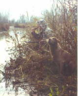 Clipper on a hunt in Idaho