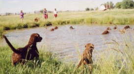 Chesapeake Swim Party